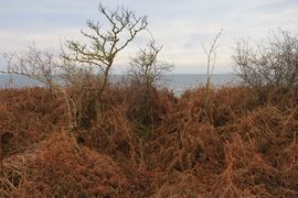 Półwysep Helski - 2017