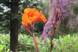 Wyspa Świętej Heleny 2020