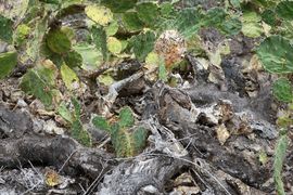 Wyspa Świętej Heleny 2020