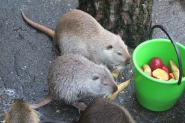 Belgia, Rumunia, Ukraina 2023