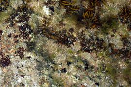 Wyspy Normandzkie 2024