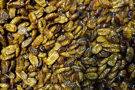 Korea Południowa, Chiny 2016