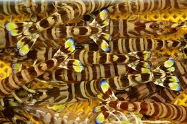 Korea Południowa, Chiny 2016