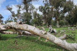 Wyspa Wielkanocna (Chile) 2019