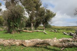 Wyspa Wielkanocna (Chile) 2019