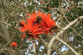 Wyspa Wielkanocna (Chile) 2019