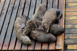 Republika Południowej Afryki 2020