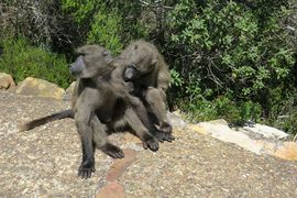 Republika Południowej Afryki 2020