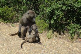 Republika Południowej Afryki 2020