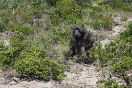 Republika Południowej Afryki 2020