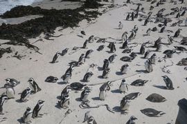 Republika Południowej Afryki 2020