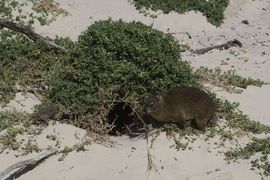 Republika Południowej Afryki 2020