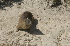 Republika Południowej Afryki 2020