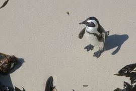 Republika Południowej Afryki 2020