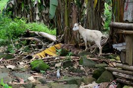 Wyspy Świętego Tomasza i Książęca - 2018