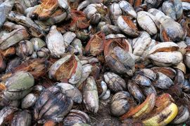 Wyspy Świętego Tomasza i Książęca - 2018