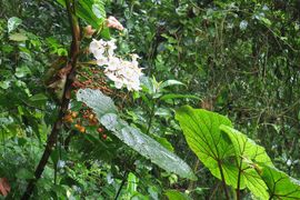 Wyspy Świętego Tomasza i Książęca - 2018