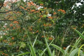 Wyspy Świętego Tomasza i Książęca - 2018