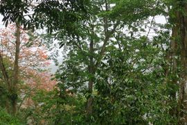 Wyspy Świętego Tomasza i Książęca - 2018