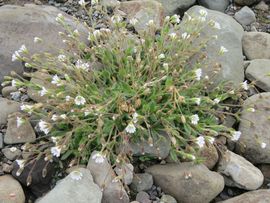 Svalbard I/II - Spitsbergen - 2013/2014