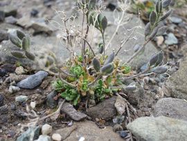Svalbard I/II - Spitsbergen - 2013/2014
