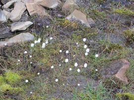 Svalbard I/II - Spitsbergen - 2013/2014