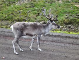 Svalbard I/II - Spitsbergen - 2013/2014