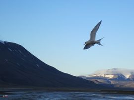 Svalbard I/II - Spitsbergen - 2013/2014