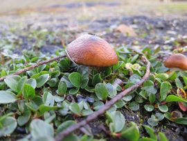 Svalbard I/II - Spitsbergen - 2013/2014