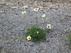 Svalbard I/II - Spitsbergen - 2013/2014