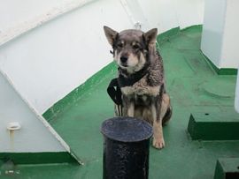 Svalbard I/II - Spitsbergen - 2013/2014