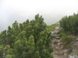 Tatry Zachodnie 2008